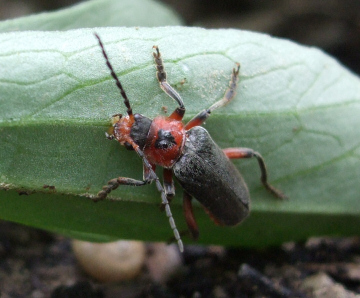 Soldier beetle